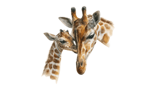 Giraffe Mom Calf Watercolor Art: An Embroidery Review