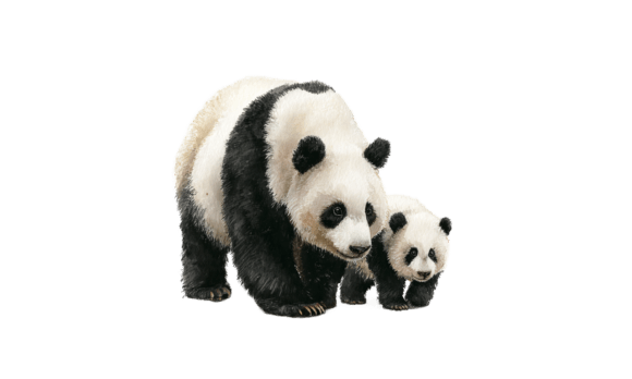 Panda Mom Cub Watercolor Art: An Embroidery Review
